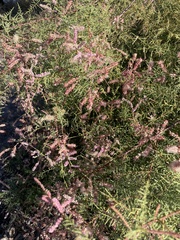 Tamarix chinensis
