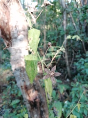 Malvastrum americanum