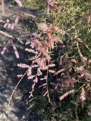 Tamarix chinensis