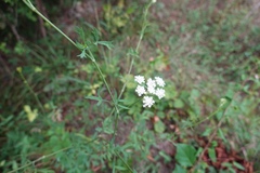 Peucedanum wawrae