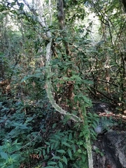 Acanthocereus tetragonus