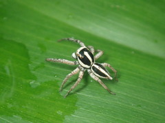 Leptofreya