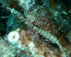 Corythoichthys intestinalis