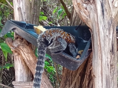 Callithrix geoffroyi