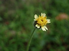 Tridax