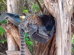 Callithrix geoffroyi