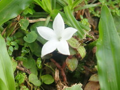 Geophila