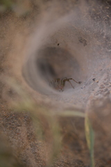Agelena labyrinthica