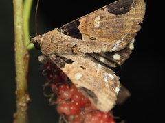 Ercheia