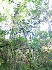 Opuntia karwinskiana