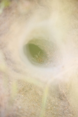 Agelena labyrinthica