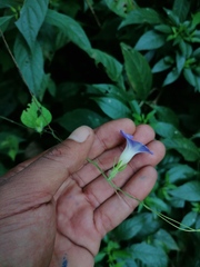 Ipomoea meyeri