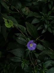Ipomoea meyeri