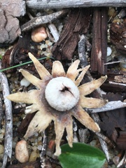 Astraeus hygrometricus