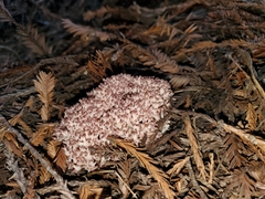 Ramaria botrytis