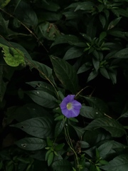 Ipomoea meyeri