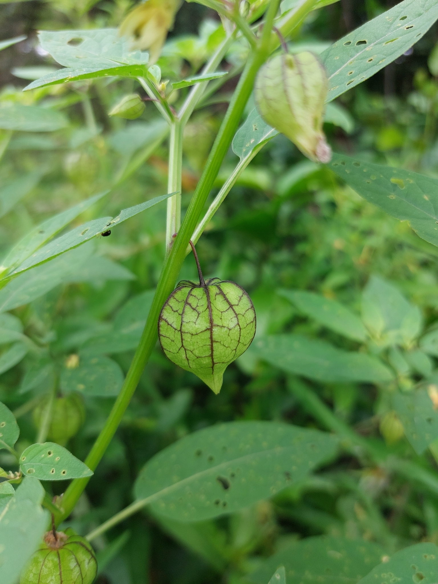 Physalis angulata