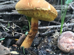 Hortiboletus rubellus