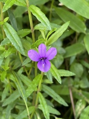 Monopsis stellarioides