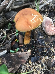 Hortiboletus rubellus