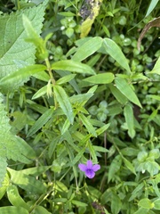 Monopsis stellarioides