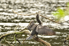 Phalacrocorax varius varius