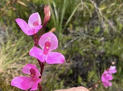 Disa racemosa