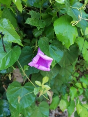 Ipomoea pedicellaris
