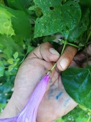 Ipomoea pedicellaris