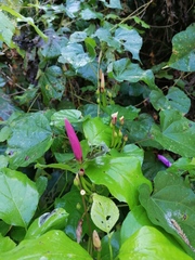 Ipomoea pedicellaris