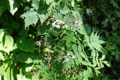 Thalictrum faberi