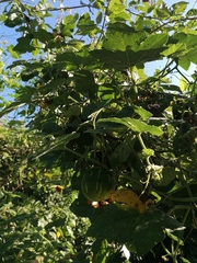 Cucurbita argyrosperma