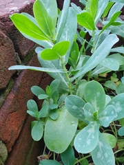 Cerinthe major