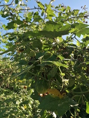 Cucurbita argyrosperma