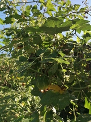 Cucurbita argyrosperma
