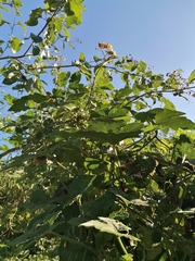 Cucurbita argyrosperma