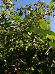 Cucurbita argyrosperma