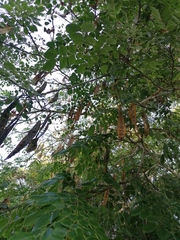 Albizia occidentalis