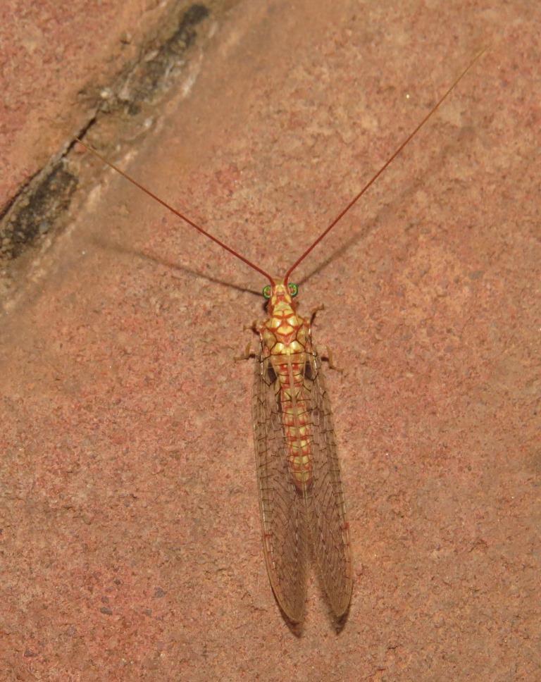 Italochrysa vansoni