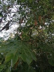 Albizia occidentalis
