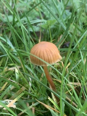 Tubaria furfuracea