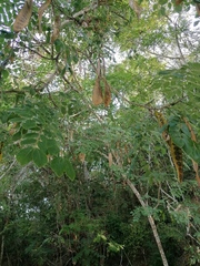 Albizia occidentalis