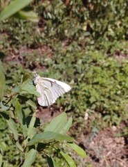 Tatochila