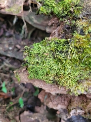 Entodon seductrix