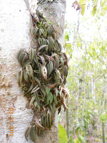Acianthera nemorosa