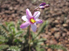 Ixia scillaris