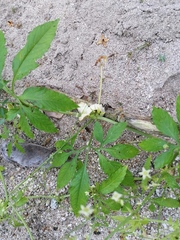 Cyclanthera integrifoliola