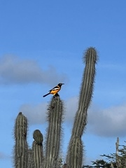 Icterus icterus