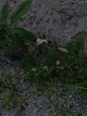 Cyclanthera integrifoliola