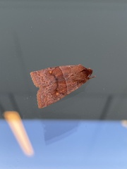 Eupsilia vinulenta